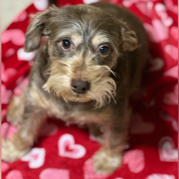 About Me Sylvia avocado2006 - Picture 2 of 11